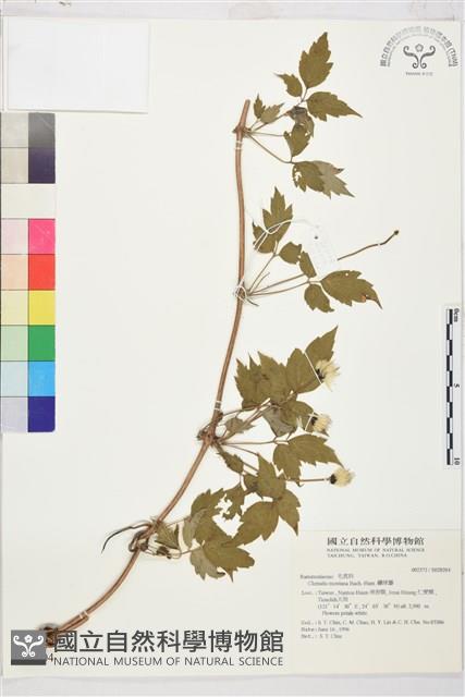 繡球藤藏品圖，第1張