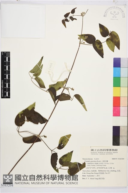 小蓑衣藤藏品圖，第1張