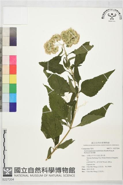 假澤蘭藏品圖，第1張