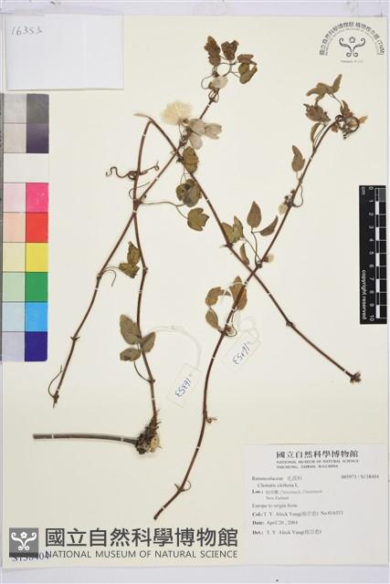 登錄號:S138404藏品圖，第1張