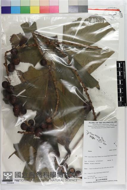 登錄號:S203404藏品圖，第1張