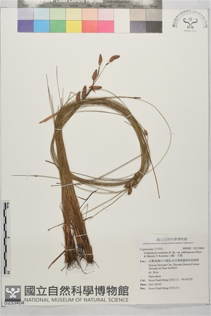 山藺、水蔥藏品圖，第1張
