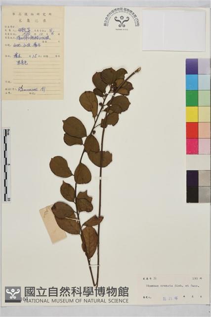 鈍齒鼠李藏品圖，第2張