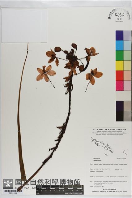 登錄號:S201104藏品圖，第1張