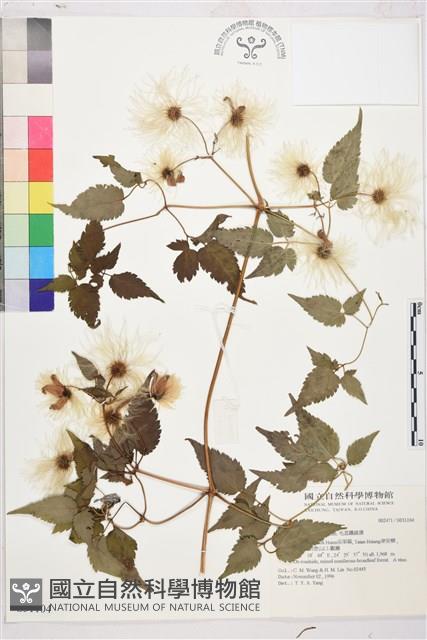 小木通藏品圖，第1張