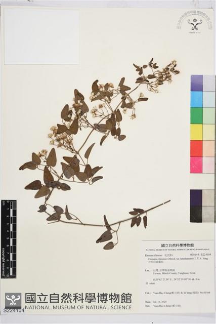 大肚山威靈仙藏品圖，第1張