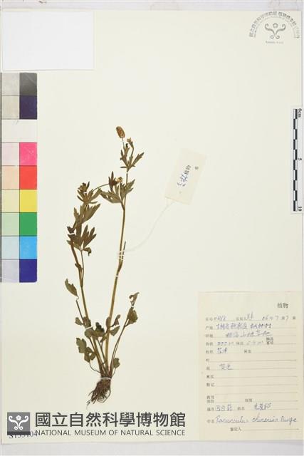 Accession Number:S133104 Collection Image