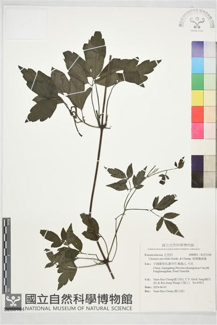 裂葉鐵線蓮藏品圖，第1張