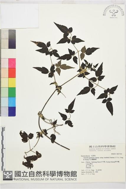 巴氏鐵線蓮藏品圖，第2張