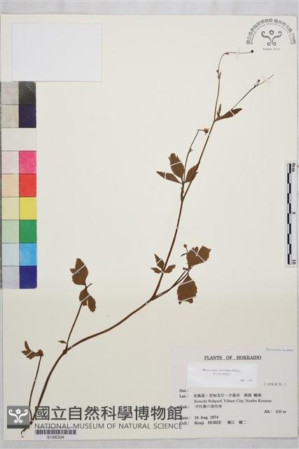 鉤柱毛茛藏品圖，第1張