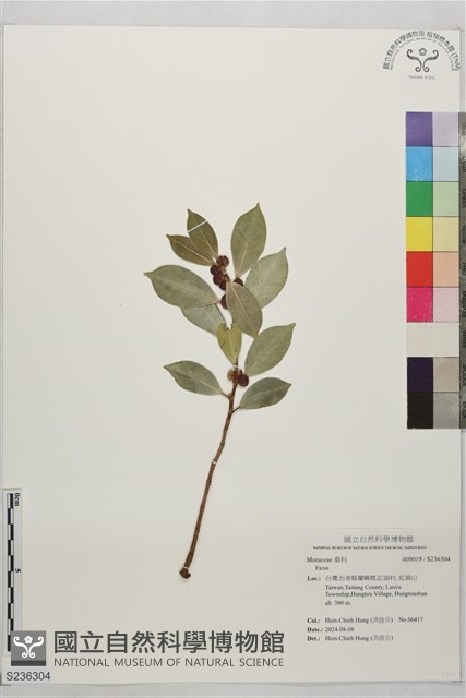 登錄號:S236304藏品圖，第1張