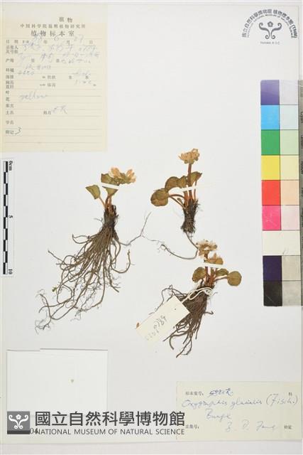 鴉跖花藏品圖，第1張