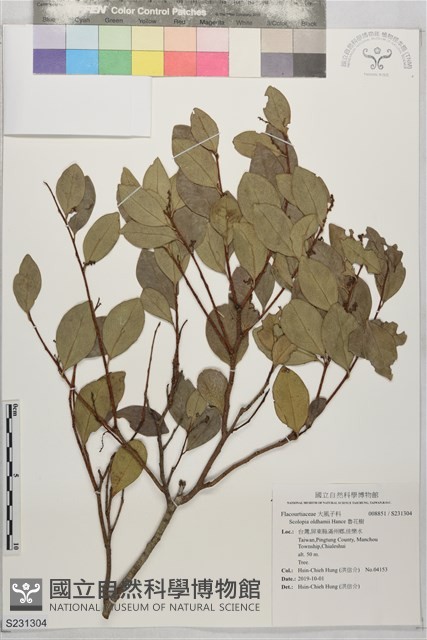魯花樹藏品圖，第1張