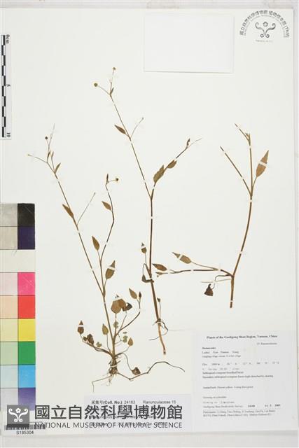 片馬毛茛藏品圖，第1張