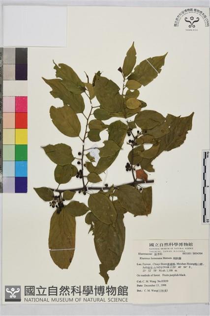 桶鉤藤藏品圖，第1張