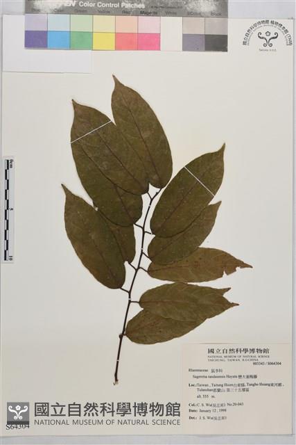 巒大雀梅藤藏品圖，第1張