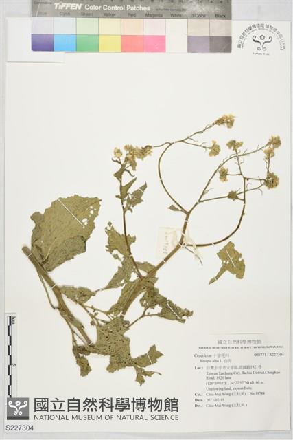 白芥藏品圖，第1張