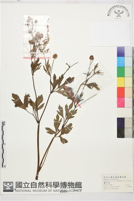 毛茛藏品圖，第1張