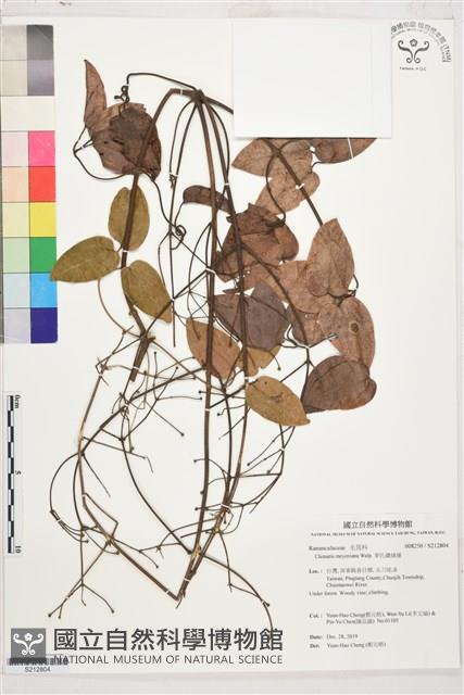 麥氏鐵線蓮藏品圖，第1張