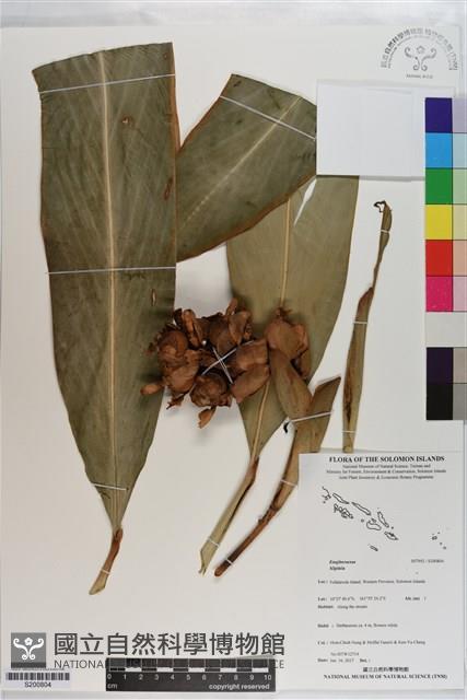 登錄號:S200804藏品圖，第1張