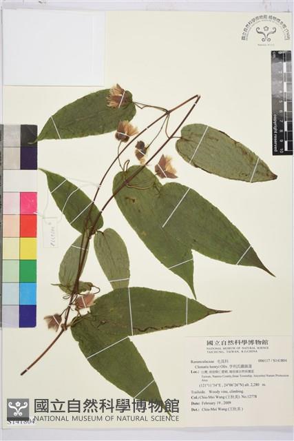 亨利氏鐵線蓮藏品圖，第1張