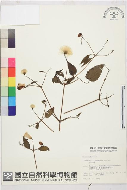 小木通藏品圖，第2張