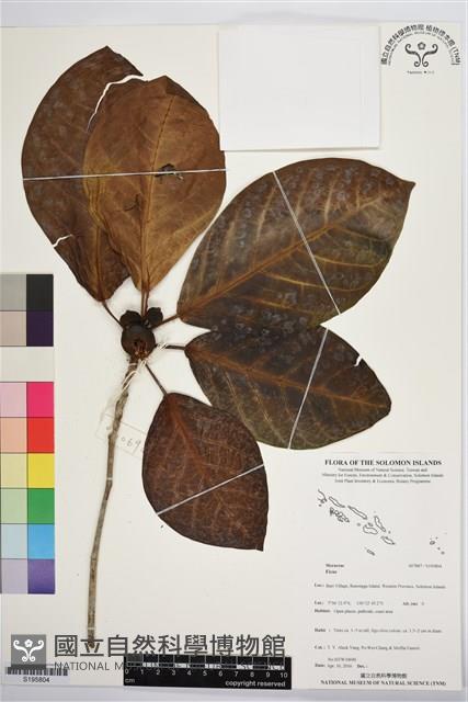 登錄號:S195804藏品圖，第1張