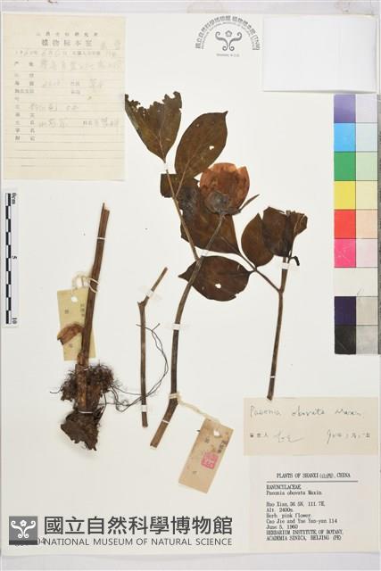 草芍藥, 山芍葯藏品圖，第1張