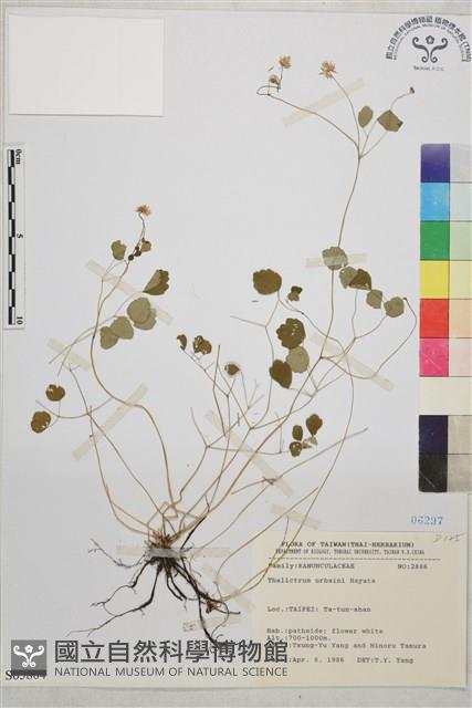 傅氏唐松草藏品圖，第1張