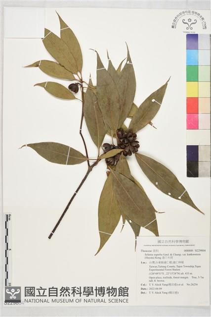 港口木荷藏品圖，第1張