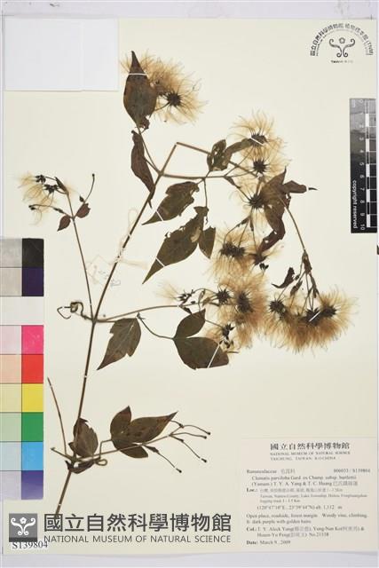 巴氏鐵線蓮藏品圖，第1張