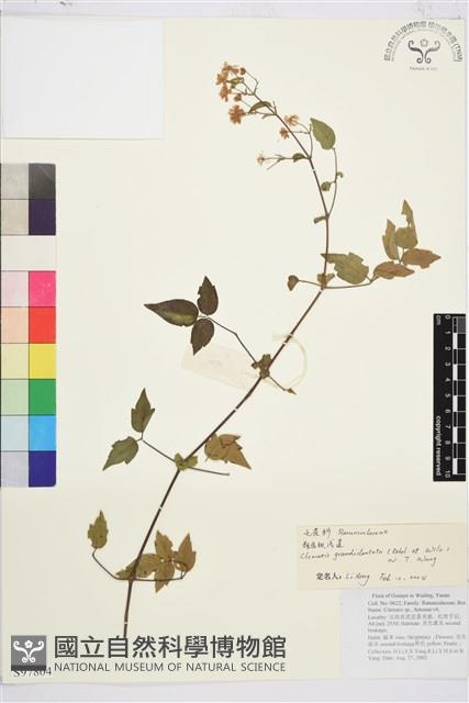 粗齒鐵線蓮藏品圖，第1張