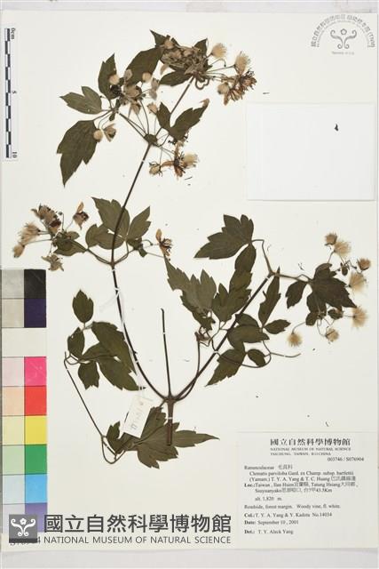 巴氏鐵線蓮藏品圖，第1張