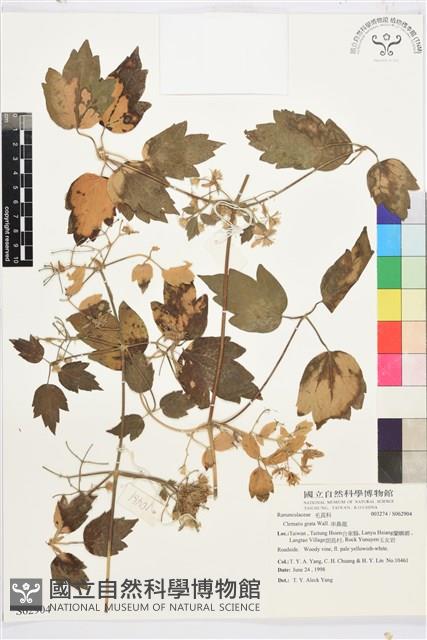 串鼻龍藏品圖，第1張