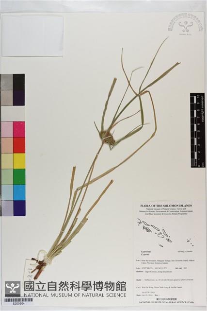 登錄號:S200904藏品圖，第1張