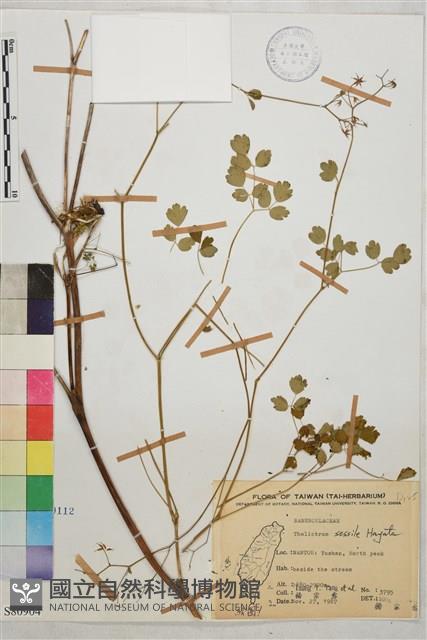 玉山唐松草藏品圖，第1張