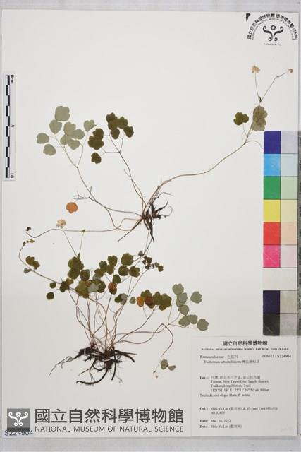 傅氏唐松草藏品圖，第1張