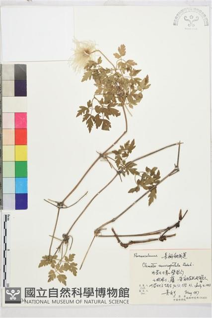 大花鐵線蓮藏品圖，第1張