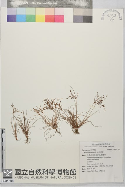 畦畔莎草藏品圖，第1張
