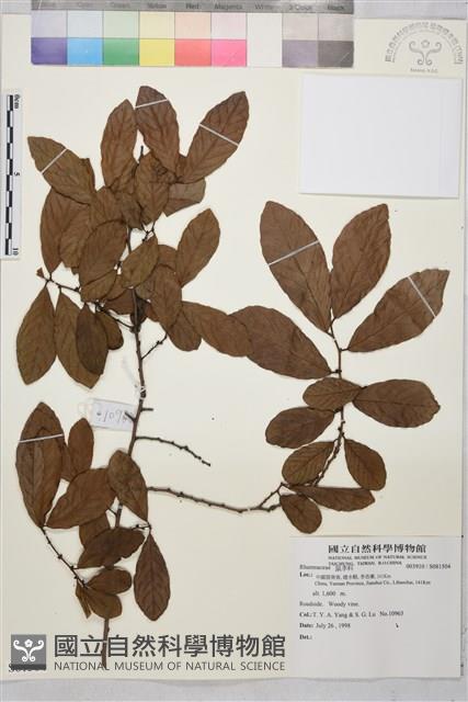 登錄號:S081504藏品圖，第1張