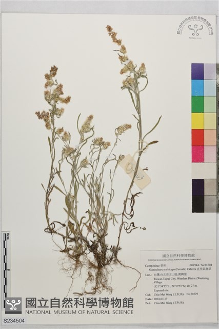 直莖鼠麴草藏品圖，第1張