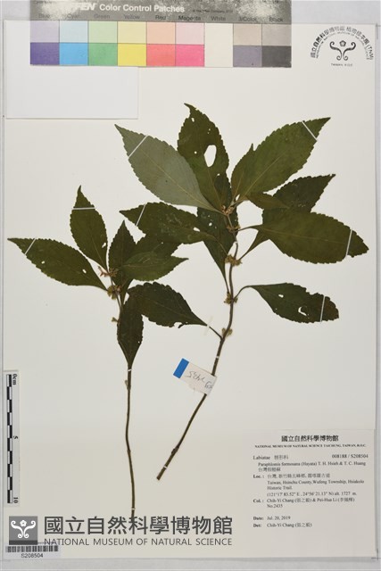 台灣假糙蘇藏品圖，第1張