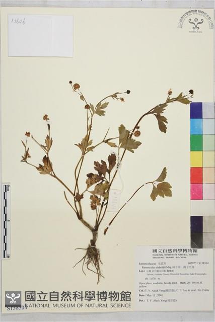 辣子草、揚子毛茛藏品圖，第1張