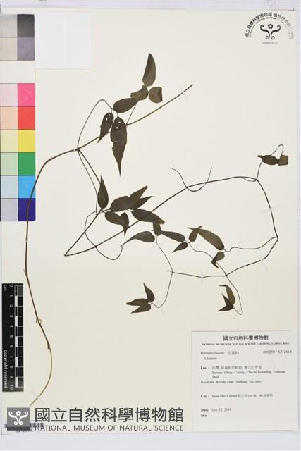 彭氏鐵線蓮藏品圖，第1張