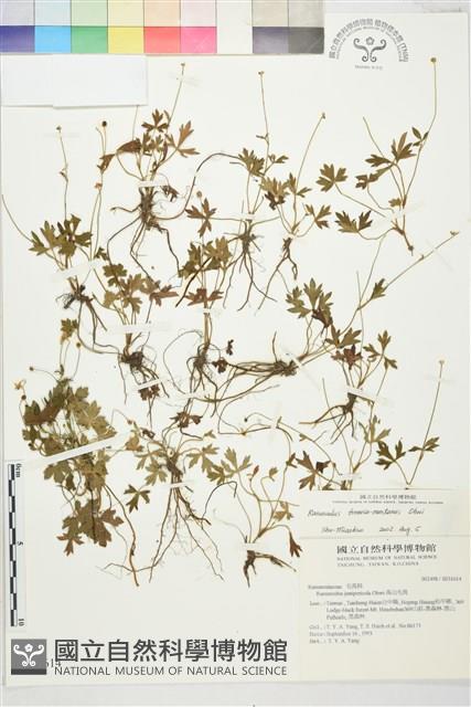 蓬萊毛茛藏品圖，第1張