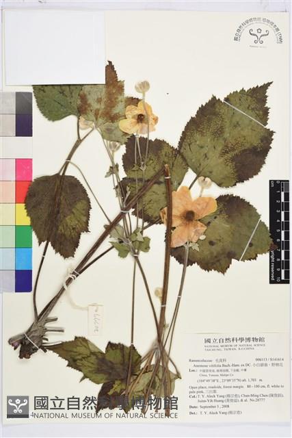 小白頭翁、野棉花藏品圖，第1張