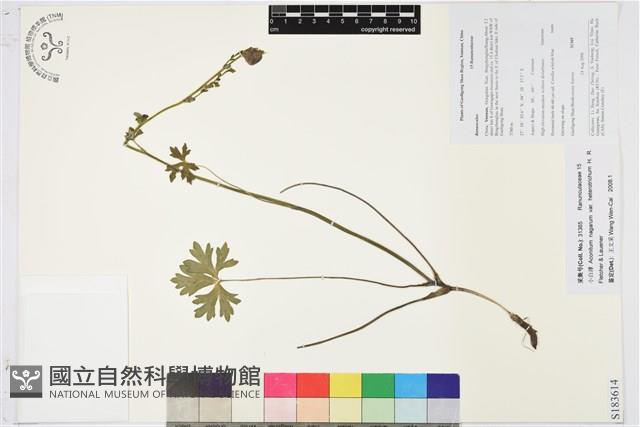 小白撐藏品圖，第1張