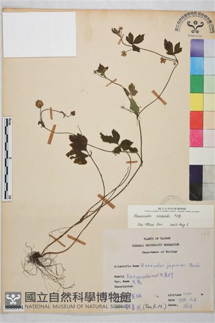 辣子草、揚子毛茛藏品圖，第1張