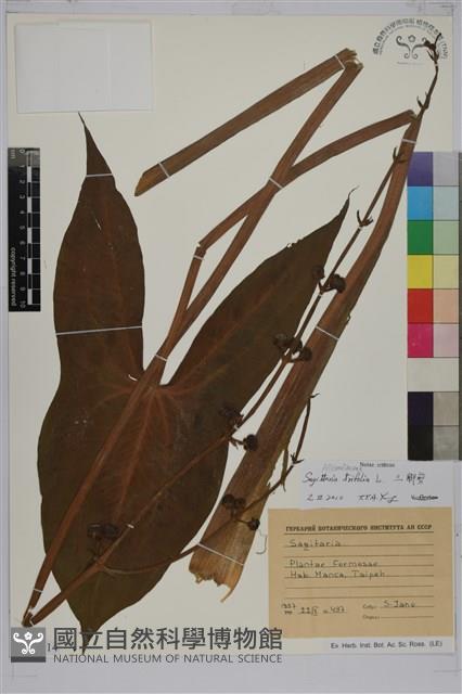 三腳剪、水芋、慈姑藏品圖，第1張