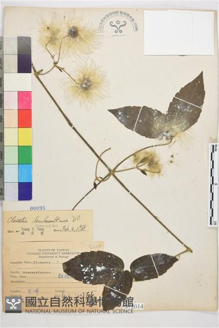 銹毛鐵線蓮藏品圖，第1張